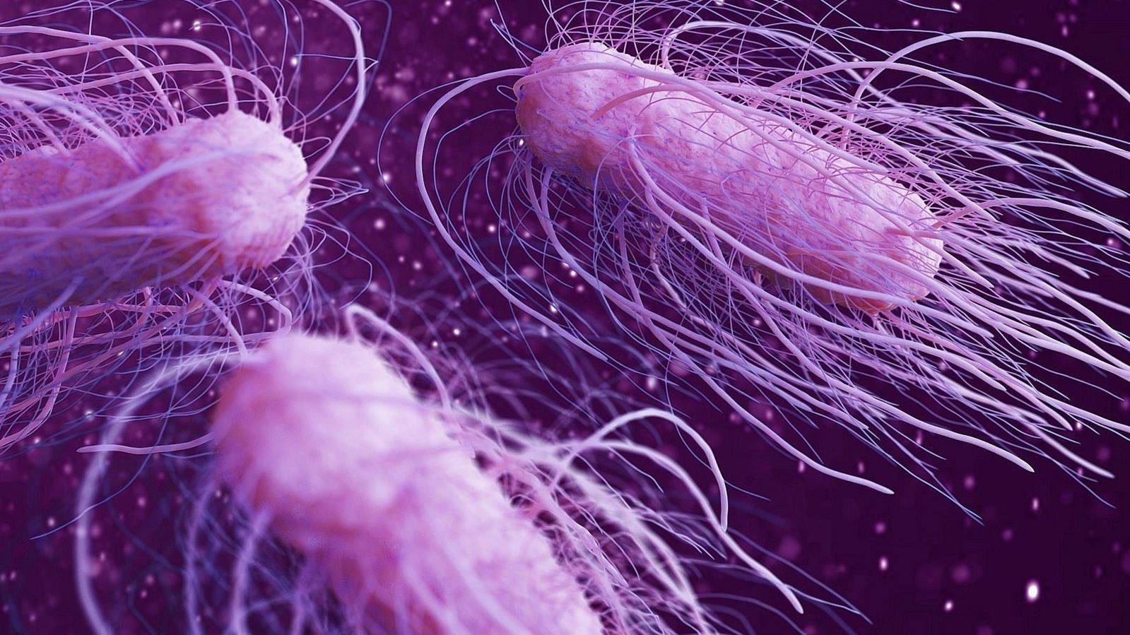 salmonella3
