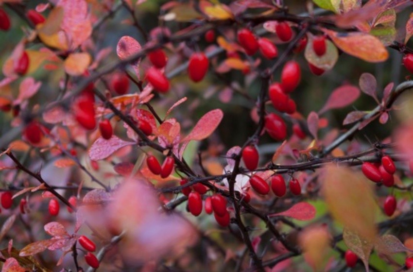 berberine%20kapak