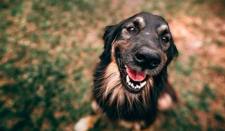 köpek-kapak-e1602761327218