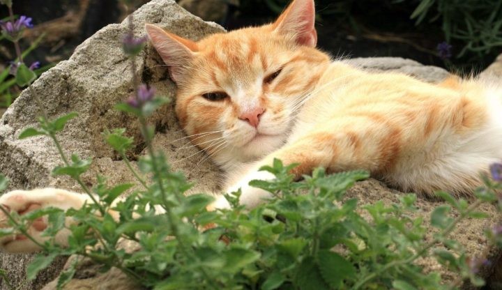 kedi-nanesi-kapak-1-e1604323665311