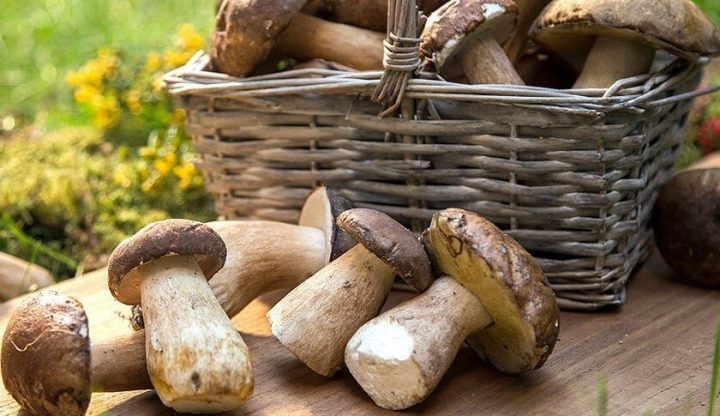 porcini-mantari-e1606030863396