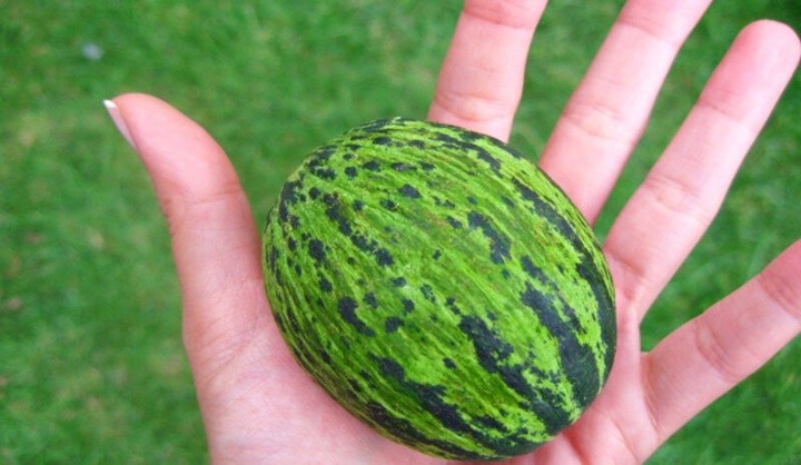 selengo-6