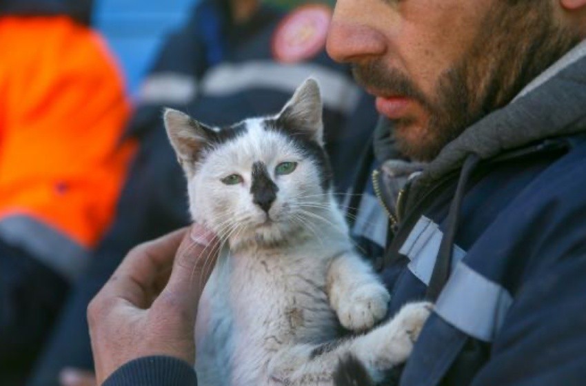 enkaz%20kedi%20kapak%20